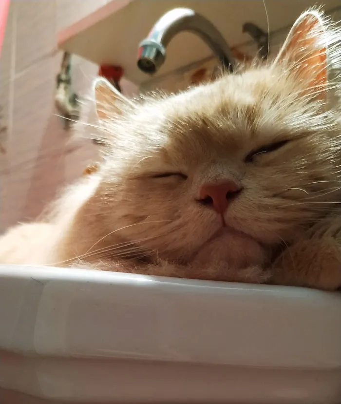 I Was Crying In The Bathroom And He Demanded To Get Inside And Get In The Sink To Be With Me
