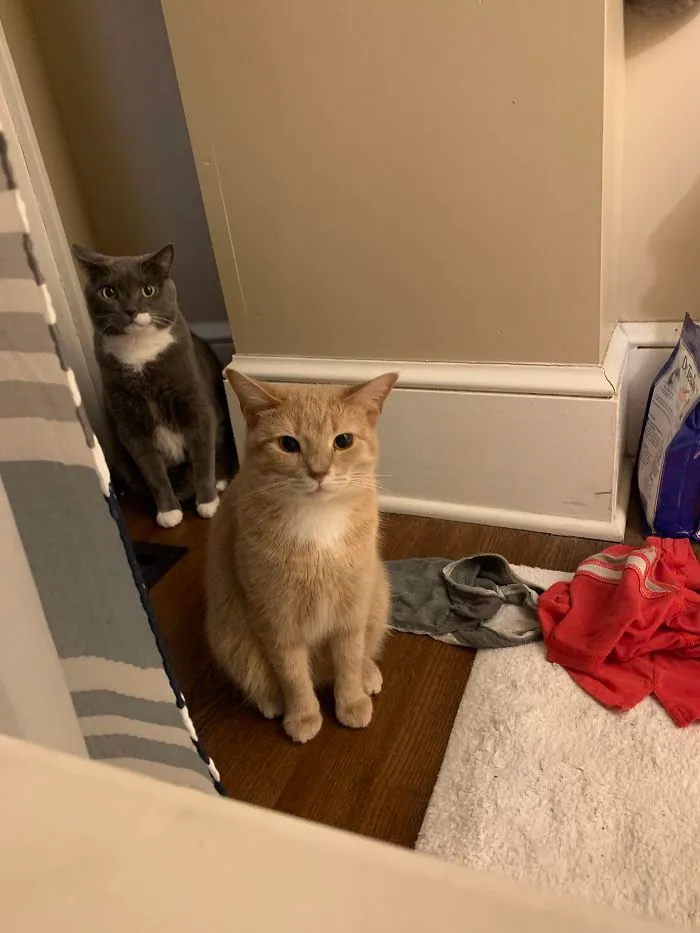 Tras un ataque de pánico, decidí darme un baño. Los gatos estaban preocupados y no me abandonaron