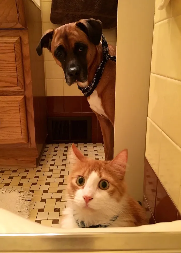 That Moment When You're Trying To Take A Relaxing Bubble Bath, But Get The Distinct Feeling You're Being Watched