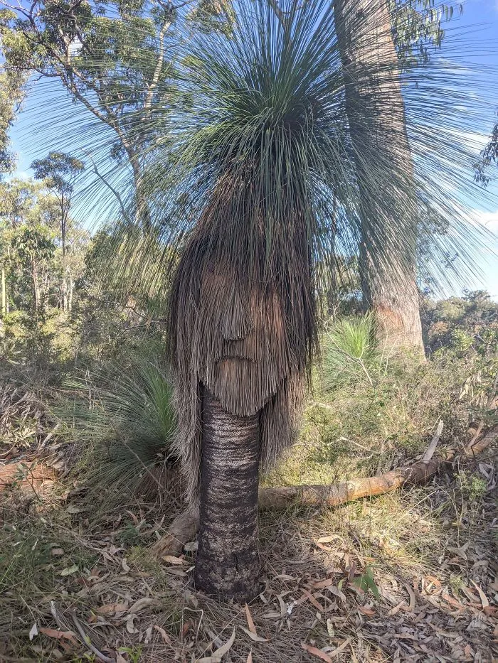 Este árbol tiene cara