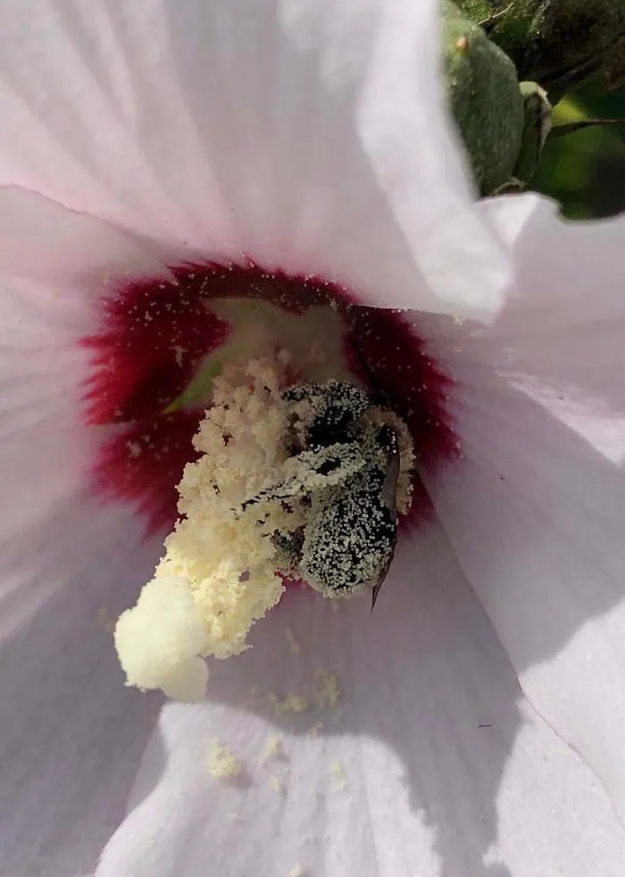 Abeja cubierta de polen