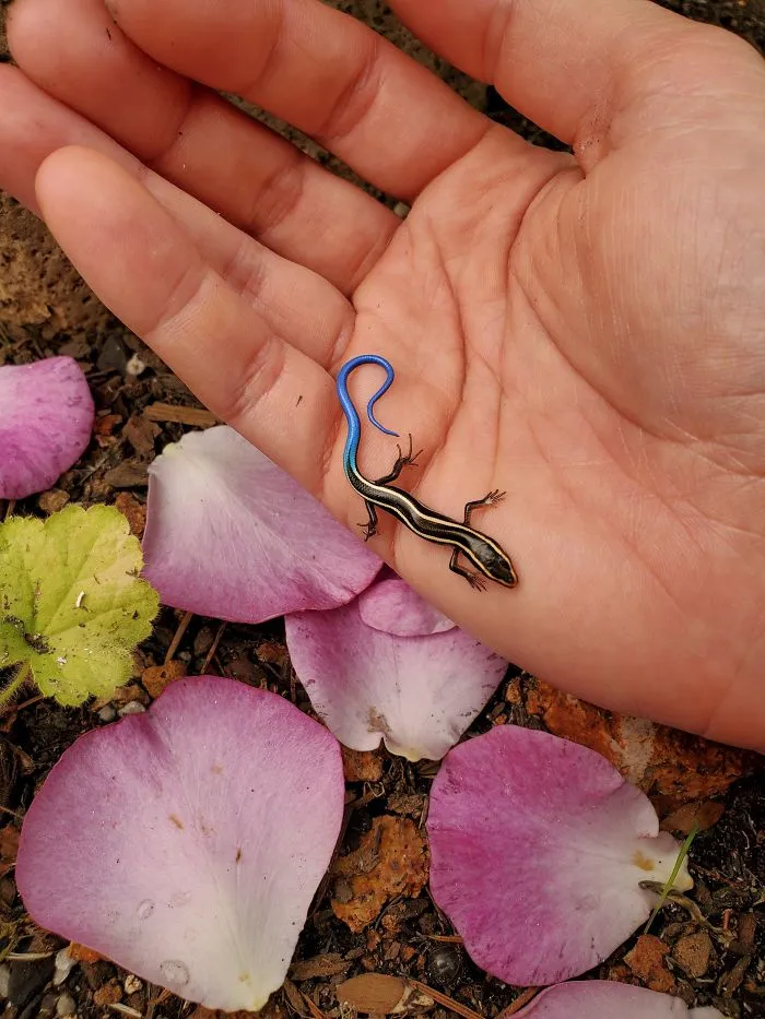 Eslizón diminuto en nuestro jardín