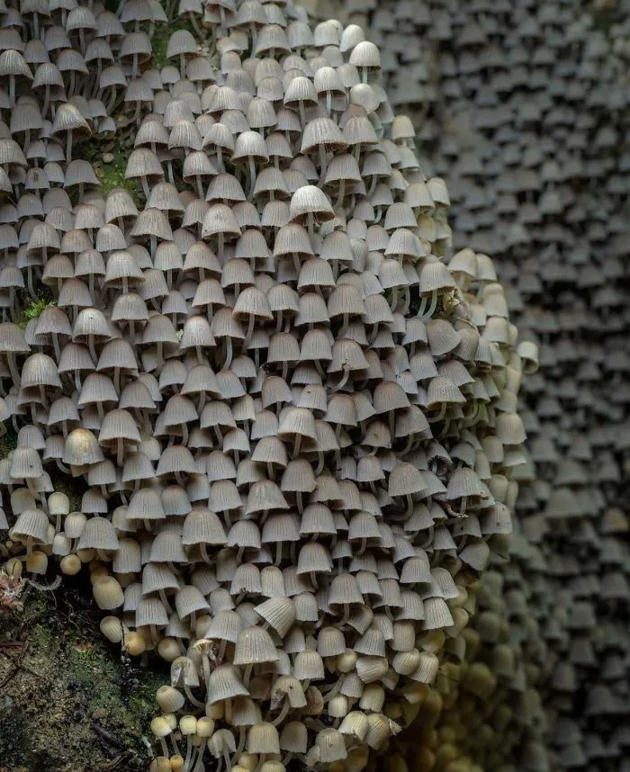 Colonia de Coprinellus disseminatus