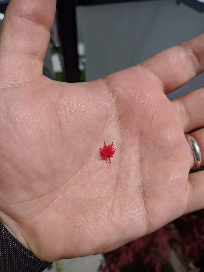 La hoja de arce más pequeña que haya visto