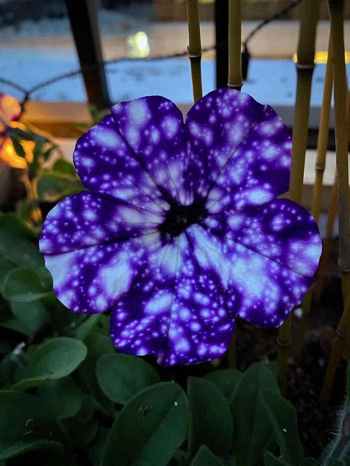 Petunia que parece una galaxia