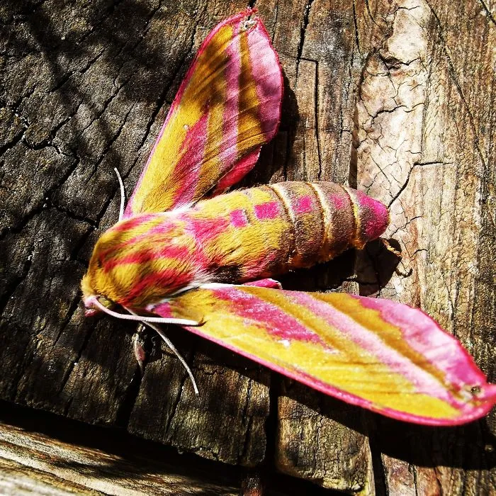 Polilla esfinge morada en Reino Unido