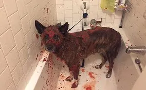 50 Times Pets Almost Gave Their Owner A Heart Attack By How Terrifying They Looked