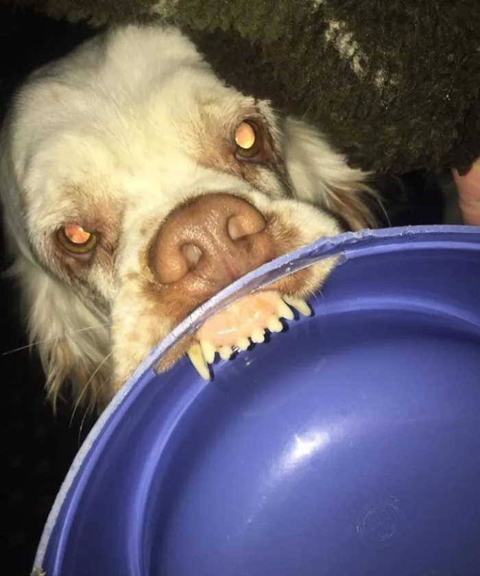 Mi perro se ha convertido en mi demonio de la parálisis del sueño