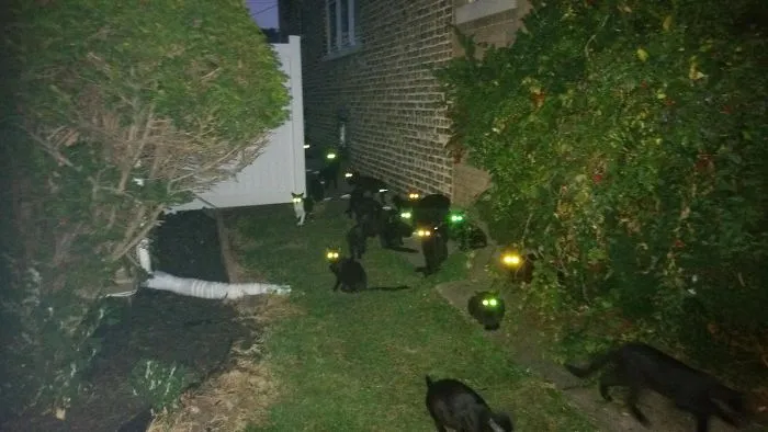 Una casa cerca de mí tiene un pequeño problema con los gatos