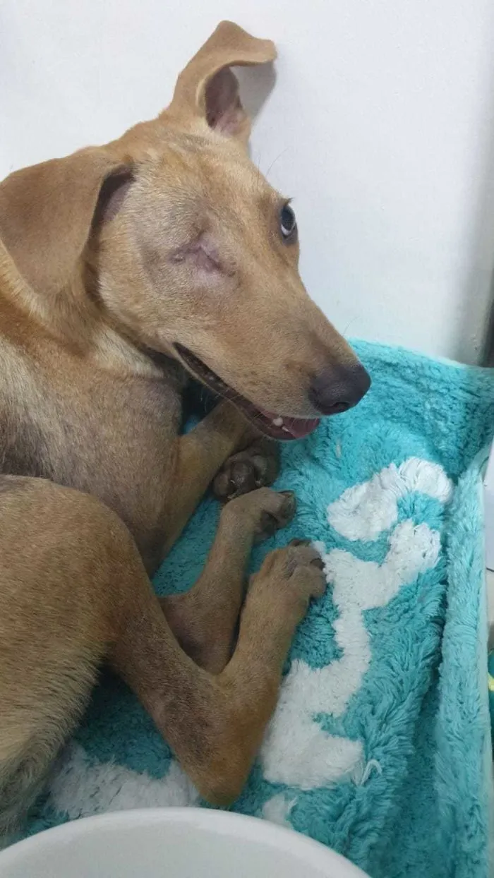 Solo tiene un ojo y es muy tímida, pero es preciosa