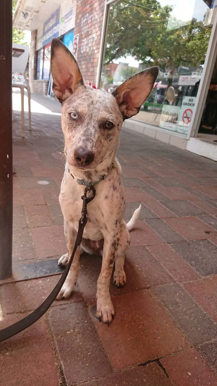 Mi perro rescatado, Shenzi