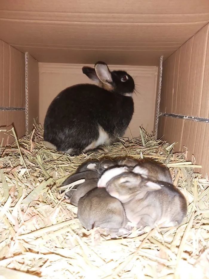 Rescue pet bunny with newborn babies resting on hay inside a cardboard shelter, showcasing wholesome rescue pet moments.