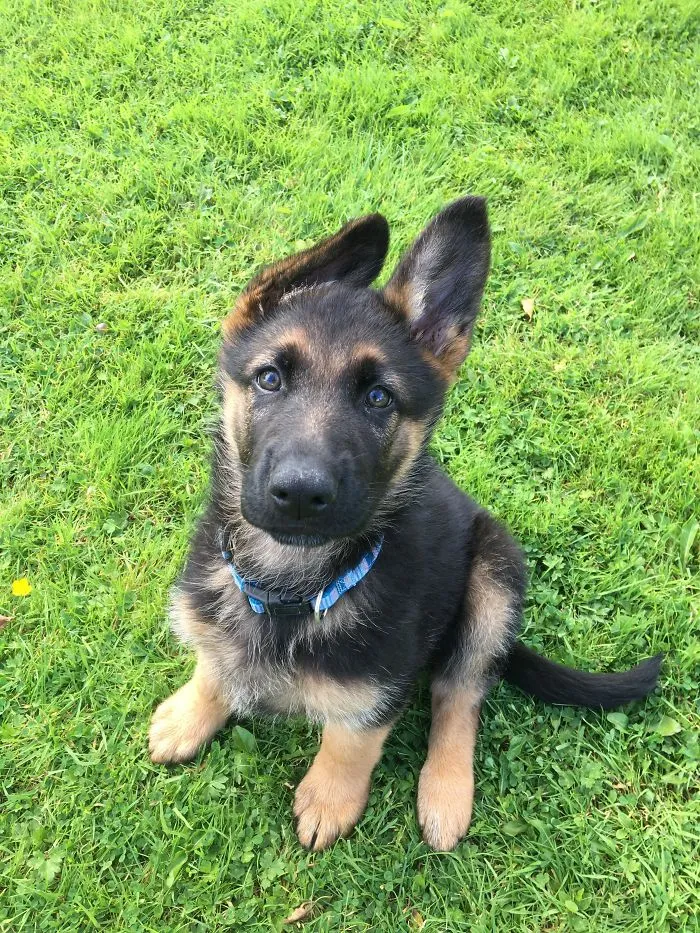 German Shepherd puppy with blue collar sitting on green grass, one ear up, captured as a wholesome rescue pet photo.