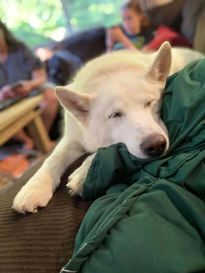 White rescue dog peacefully sleeping on a couch, showcasing the warmth and comfort of wholesome rescue pet photos.