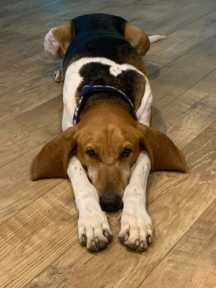 Beagle rescue dog resting on wooden floor with a heart-shaped patch on its back in a wholesome rescue pet photo.
