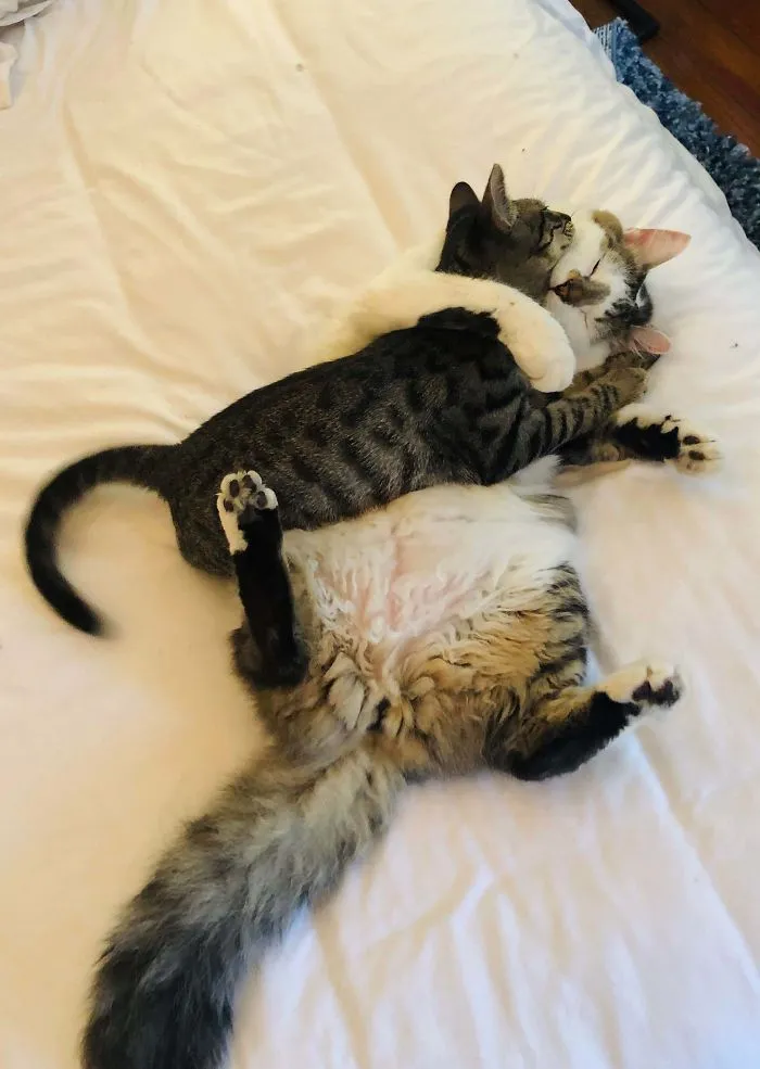 Two rescue cats cuddling closely on a bed, showing a heartwarming and wholesome moment between pets.