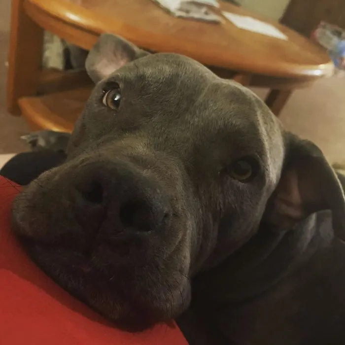 Mi precioso perro rescatado. Es muy buen chico