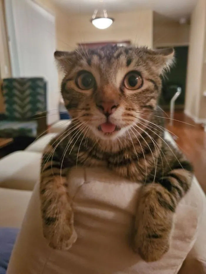 Necesitaba un compañero para esta pandemia, y he adoptado a Bunsen, tiene 4 meses