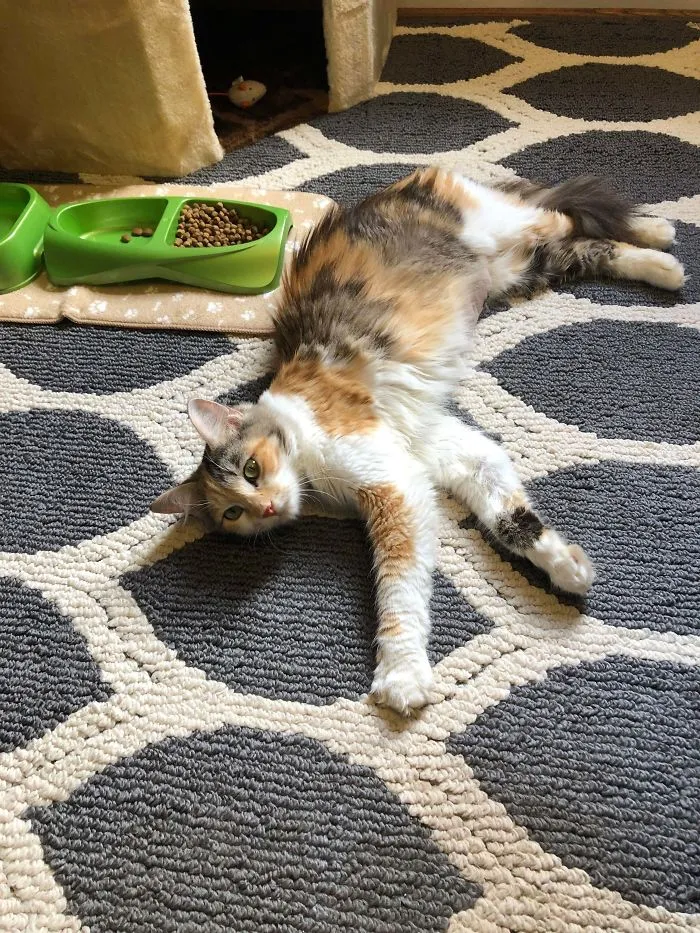 Calico rescue cat lying on a patterned rug next to green food bowls in a cozy indoor setting.