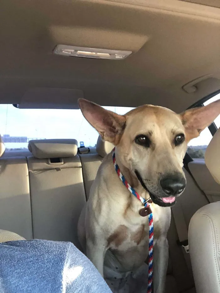 Happy rescue dog with large ears sitting in the back seat of a car, showcasing wholesome rescue pet photos.