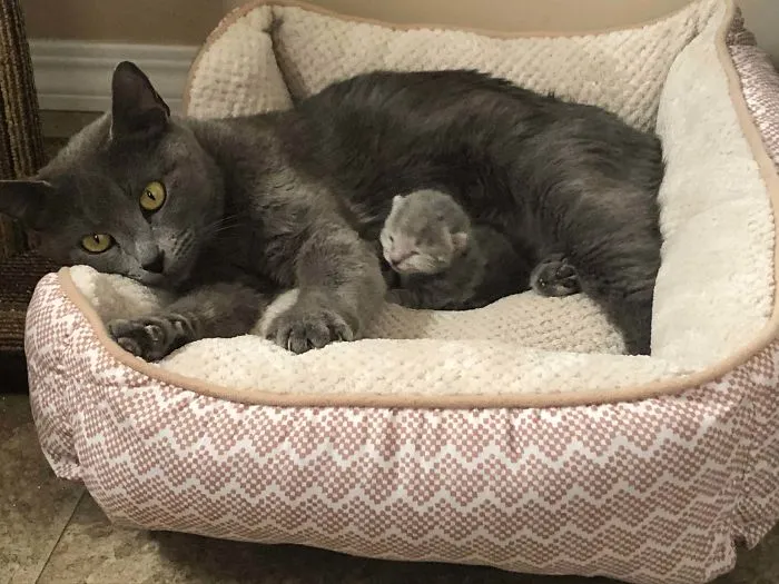 Adopté a una gata preciosa y muy flacucha y unos días después tuvo un gatito. Estos son Stella y Bug