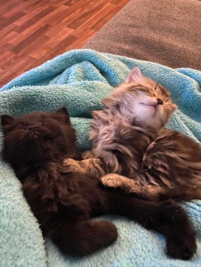 Adopted These Brothers And Couldn’t Be Happier!