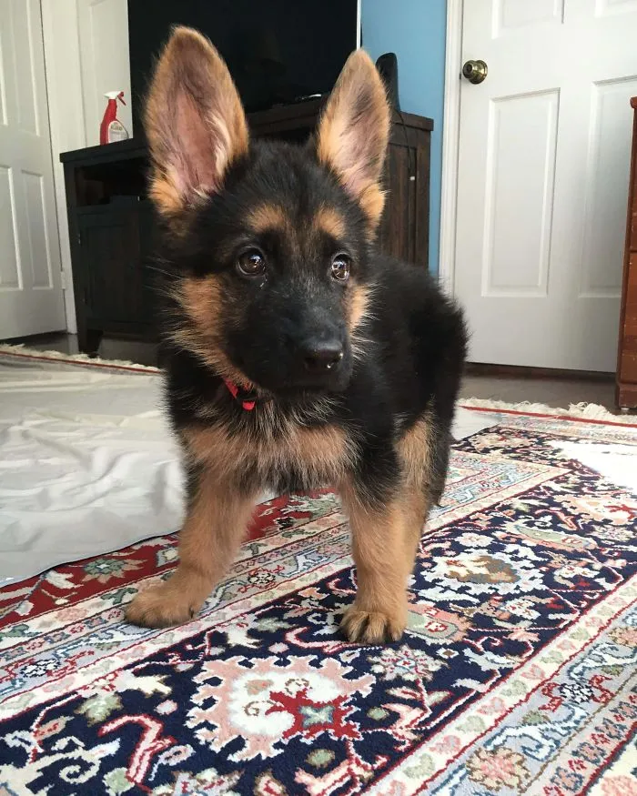 German Shepherd rescue puppy standing on a patterned rug indoors in a wholesome rescue pet photo.