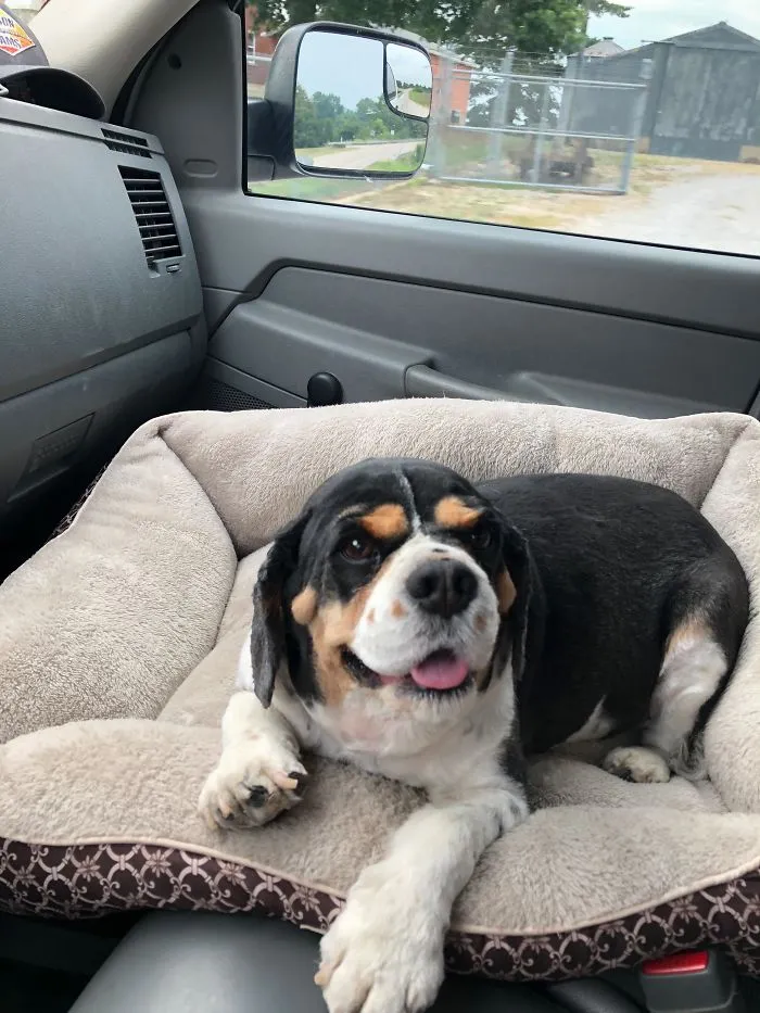Rescue dog resting comfortably on a plush pet bed inside a car, showcasing a wholesome rescue pet moment.