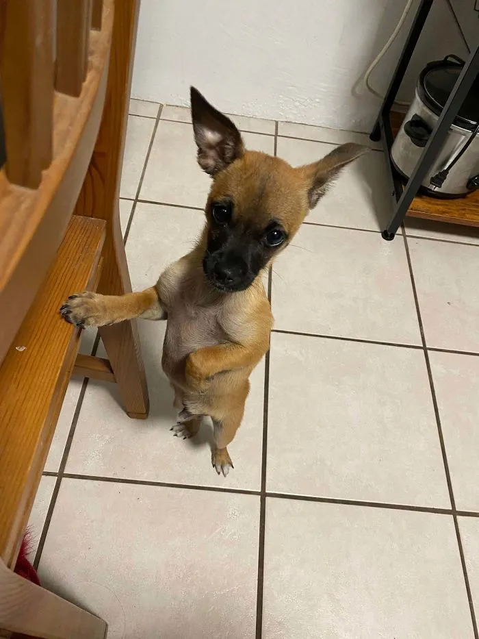 Recently Adopted A New Pup, Say Hello To Tamago!