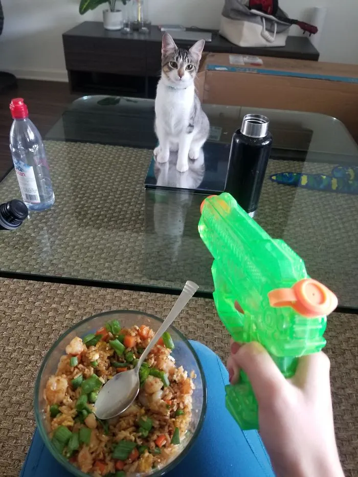 Rescue cat sitting on a glass table while a person holds a green toy water gun nearby in a home setting.