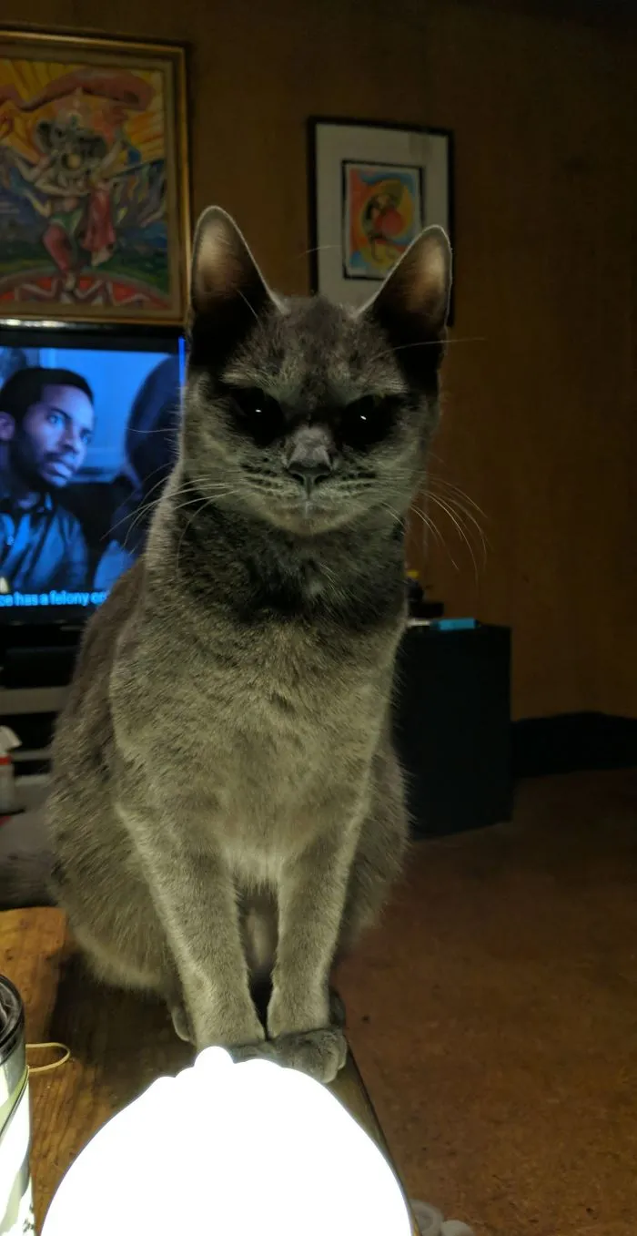 Where Are The Treats