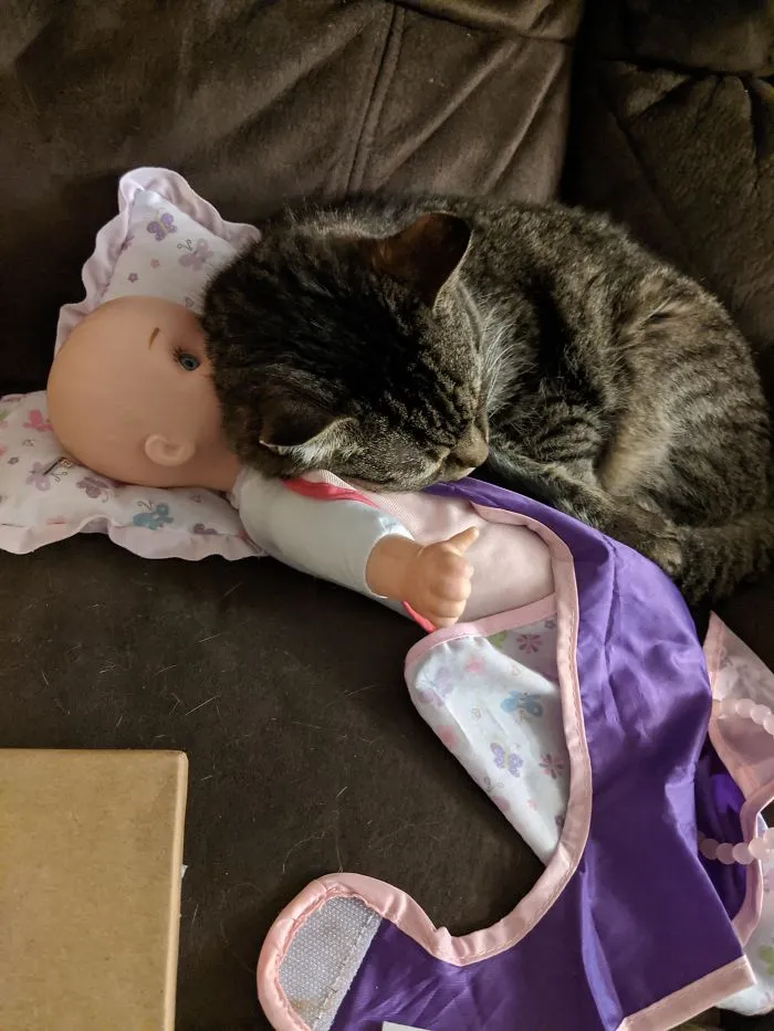 Gato ciego de 15 años acurrucado con el juguete de mi hija porque huele como ella