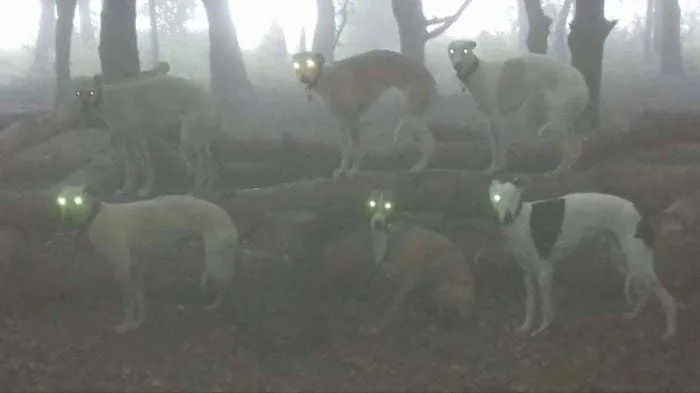 El bosque maldito