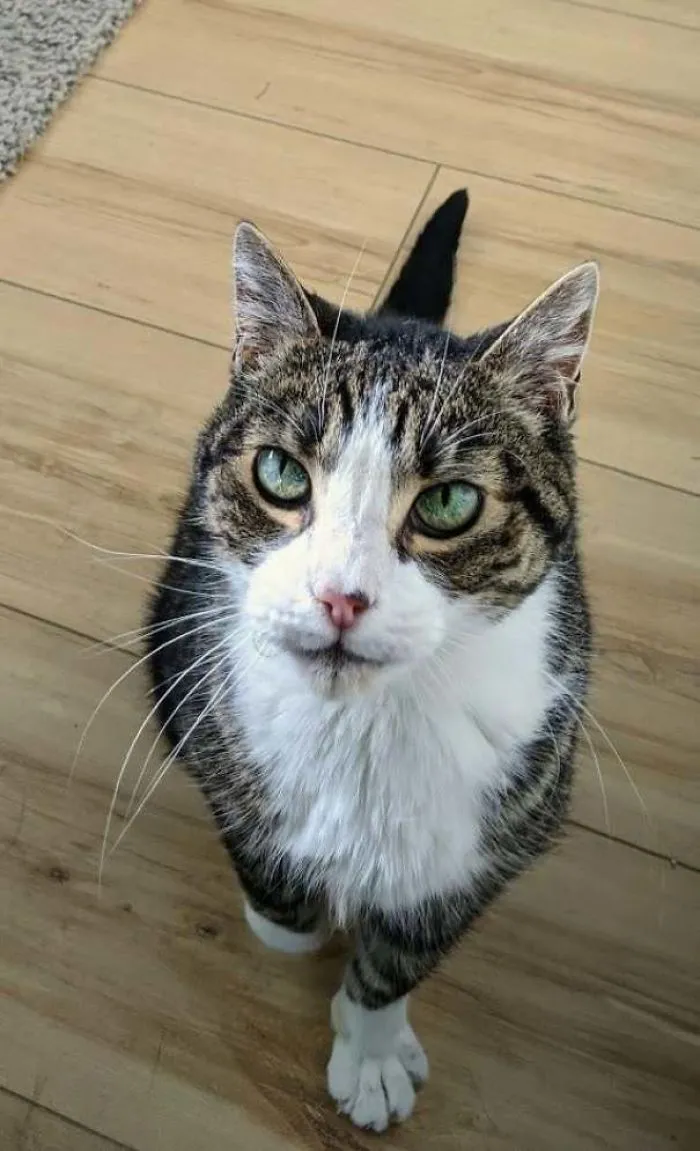 Most Of Our Friends Don't Believe We Have A Cat. We Don't See Him Much Either As He Mostly Hides Behind The Bed. Today, While I Was Working, He Was Brave Enough To Come Out For Pets. This Is My 15 Year Old Cat, Elwood