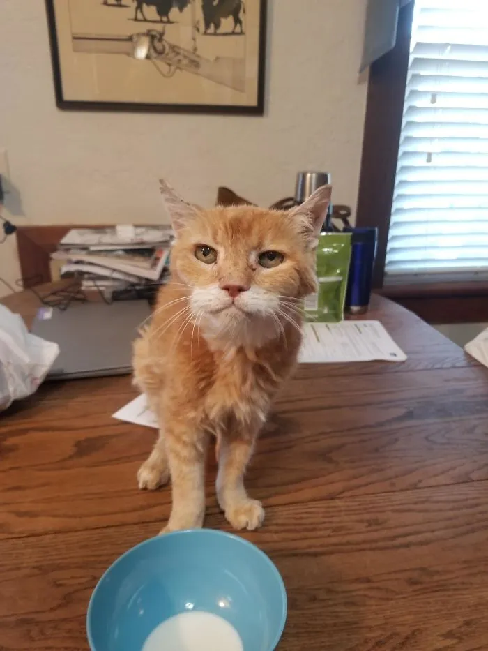 Cuando tenía 17 años, llevé a casa un gato callejero. Ahora tengo 36 y cada vez que visito a mis padres, me aseguro de que sigue ahí y le doy mimos. Se llama Scooter