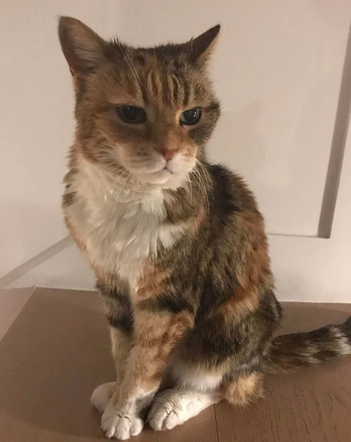 My 23 Year Old Cat