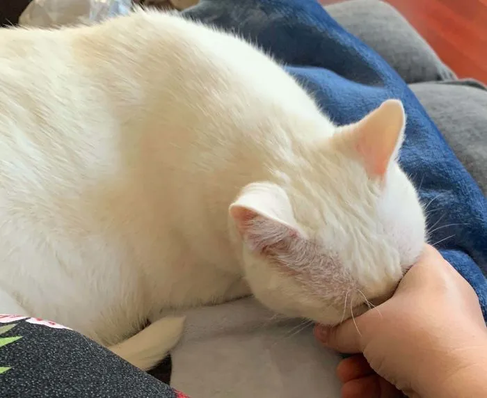 A Few Weeks Ago I Adopted A 12 Year Old Cat. She Buries Her Face In My Hand When She Wants More Love