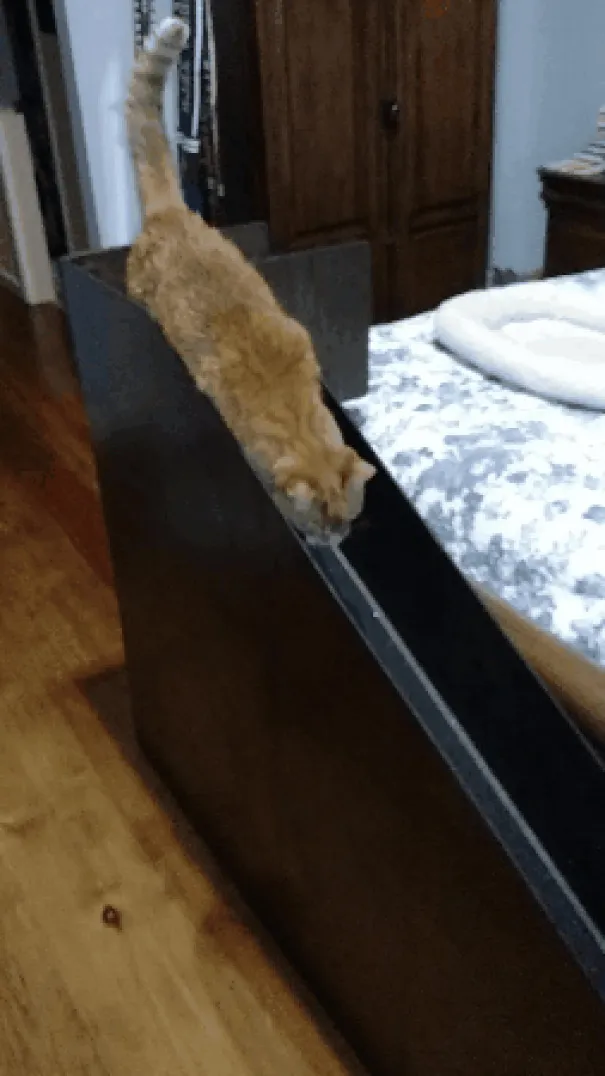 Mi padre ha construido una rampa para que nuestro gato de 20 años pueda subirse a la cama