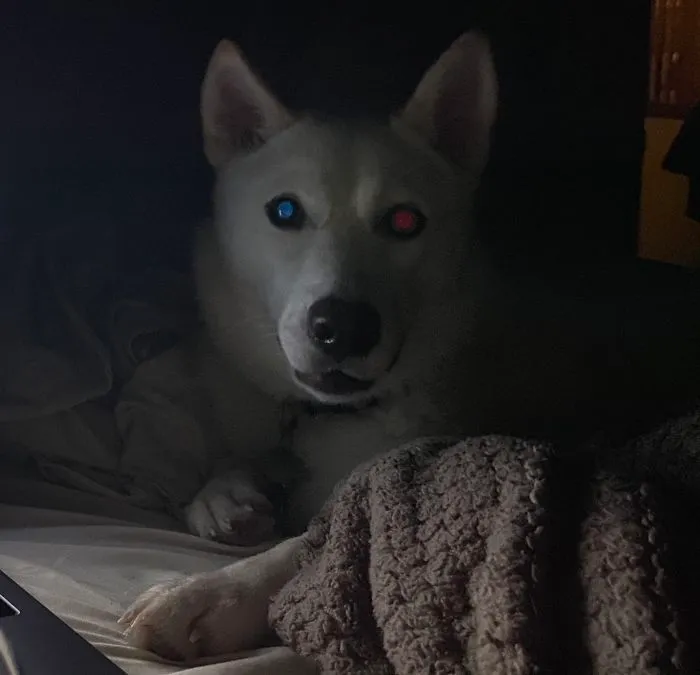 Mi perro tiene heterocromía - Su ojo azul refleja el rojo y su ojo marrón refleja el azul