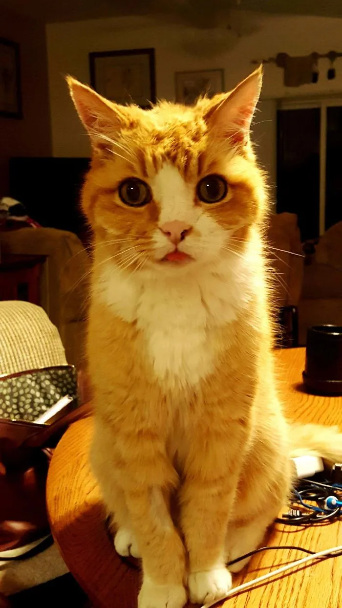 This Is My 17 Year Old Cat, Geo. He Still Looks Like A Kitten To Me I Got Him When I Was 10
