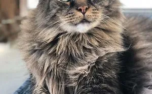 40 Wholesome Pics Of Senior Cats Doing Their Thing