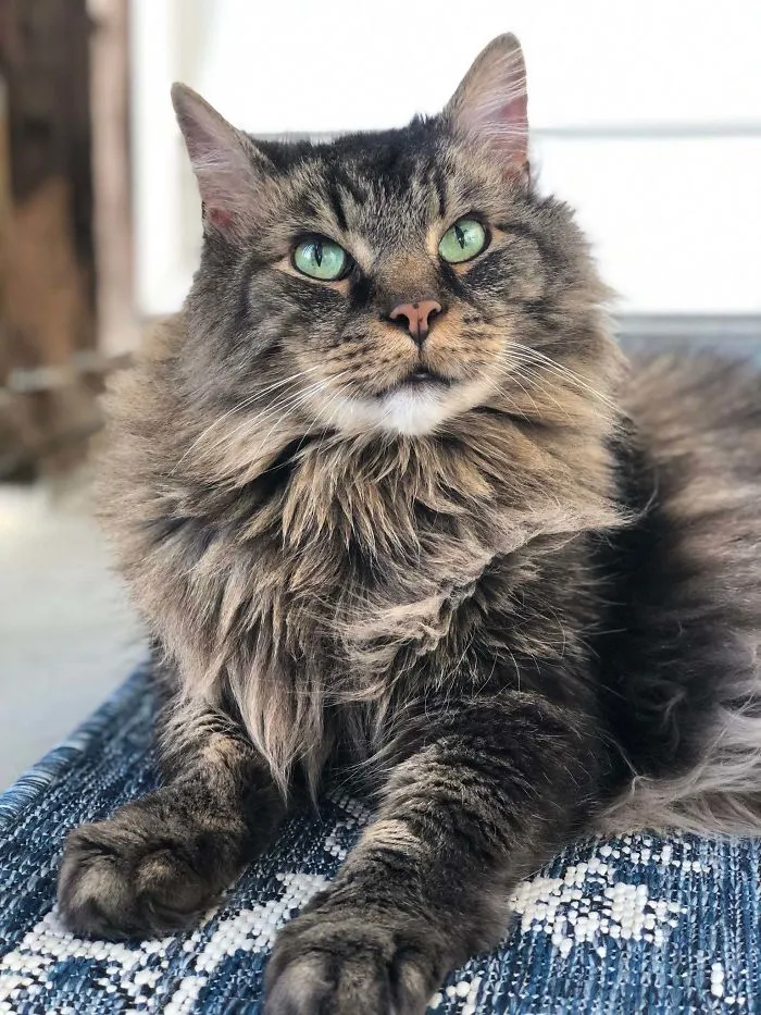 Our 14 Year Old Cat That We Found Crying Under A Neighbors Truck When He Was 10 Years Old. He Was Chipped, But Unfortunately His Owner Had Died. Theo Is The Sweetest Boy