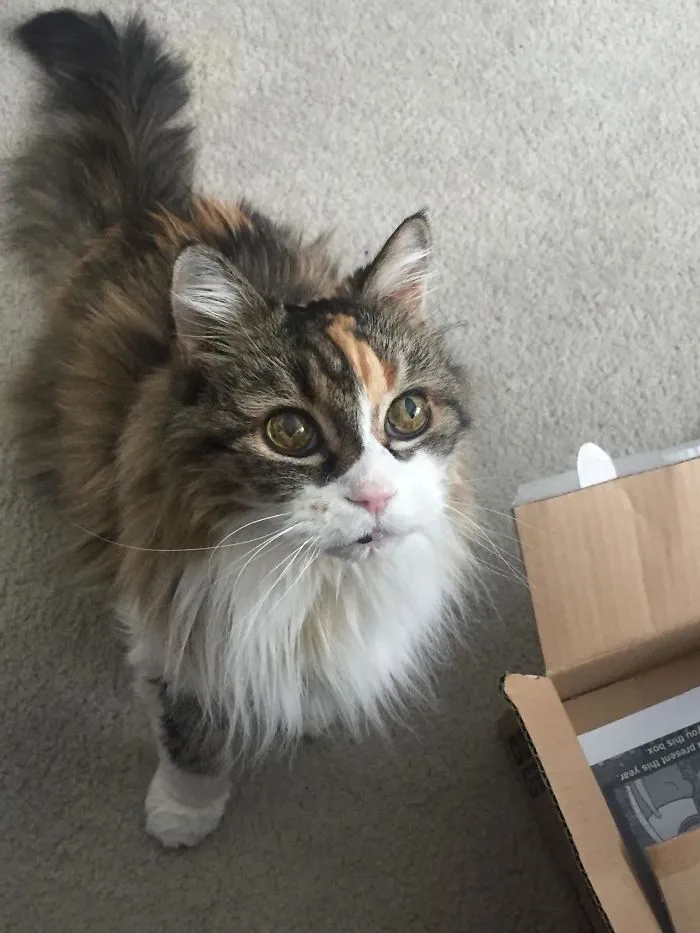 My 22 Year Old Cat Noticed I Was Eating Doritos