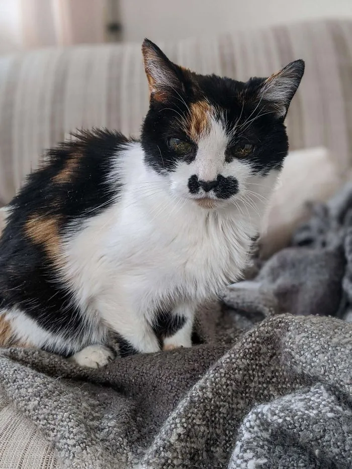 Mi abuelo falleció y nadie quería quedarse a su gato de 18 años. Nosotros lo hicimos