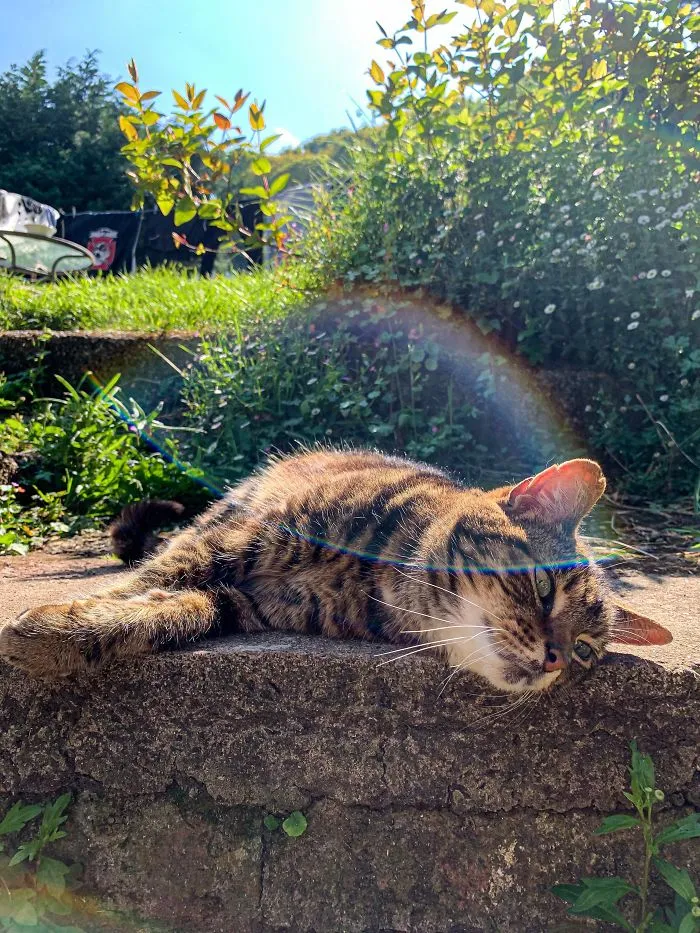 My 21 Year Old Cat, Tigs