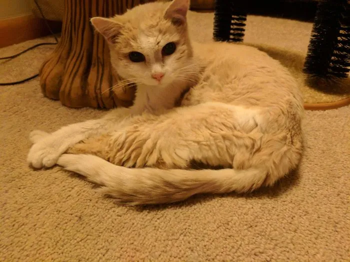 My Grandmother's 26 Year Old Cat (We're The Same Age)