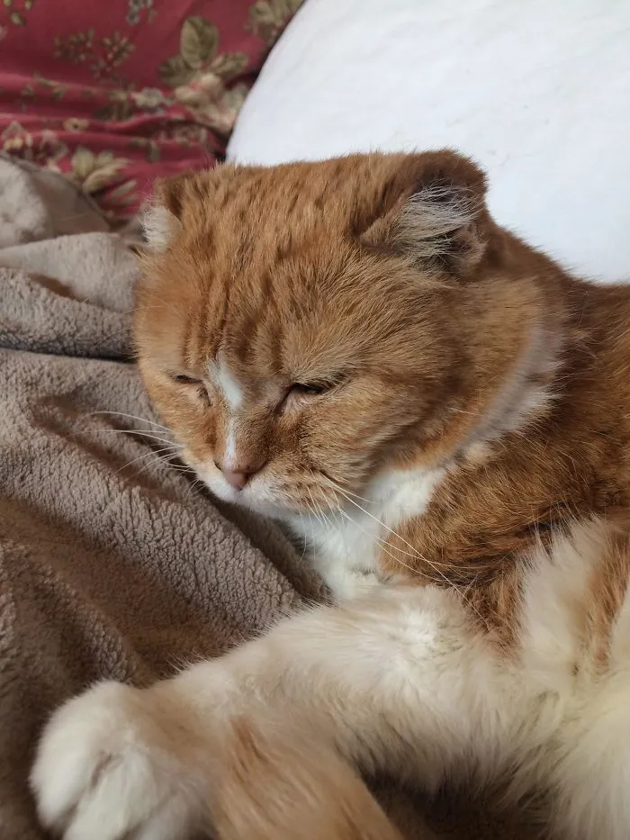 A este gato de 24 años lo llamamos el Inmortal