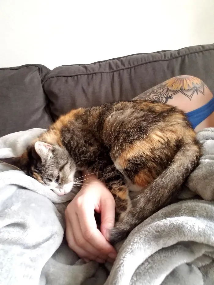 Fui al refugio y pregunté qué gato llevaba más tiempo allí. Volví a casa con un abuelo sordo y sin dientes supercariñoso. Se llama Cali