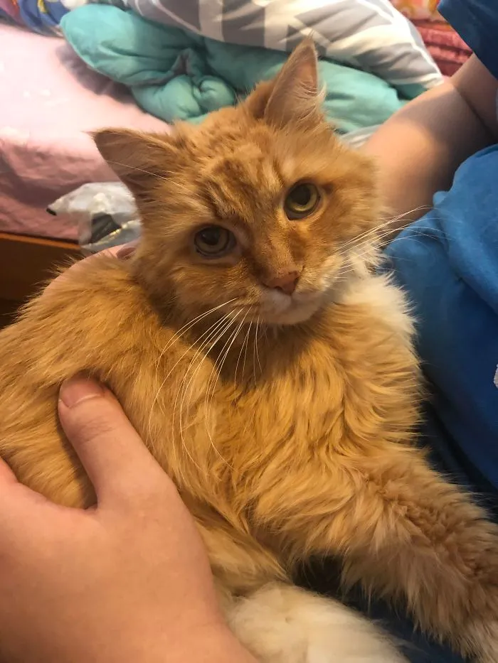 My 16-Year-Old Good Boy Recovering From A Stroke
