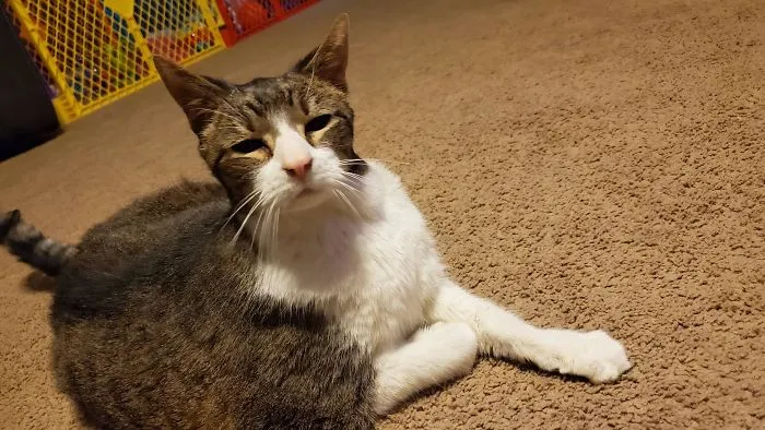 My 20-Year-Old Rebel. He's Been With Me Since 1999. Through Everything Since He Was 8 Weeks Old